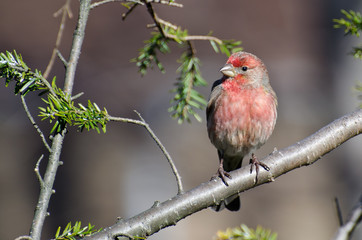 Male House Finch Perched on a Branch