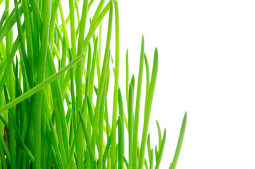 アサツキの緑の葉