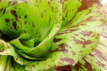 成長したチコリーの葉のアップ