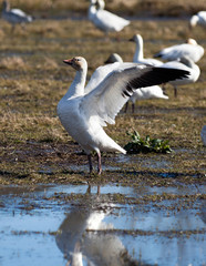 Snow Goose