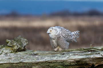 Snowy Owl