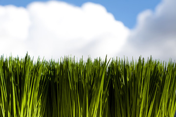 Green Grass and sky