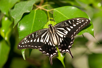 Zebra Swallowtail