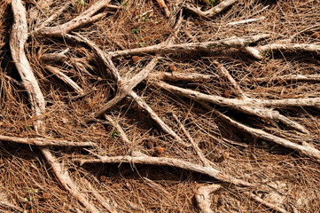 Tree Roots