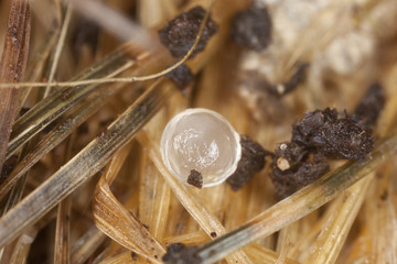 Earthworm egg, extreme close-up
