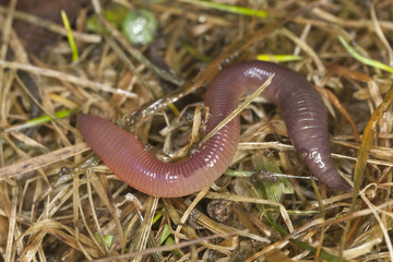 Earthworm crawling in wet grass, macro photo