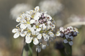 Macro photo of  Alpine Pennygrass (Thlaspi caerulescens)