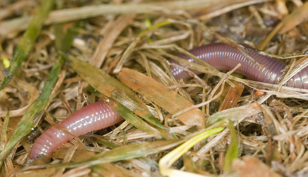 Earthworm crawling in wet grass, macro photo