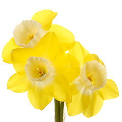 Three yellow and white jonquil flowers against a white backgroun