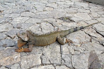 A land iguana in Guayaquil, Ecuador