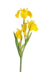 Glasschilderij Iris Stam en bloemen van Iris pseodacorus
