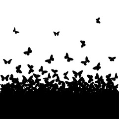 butterflies