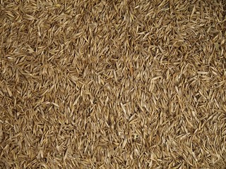 Grass seed, close up