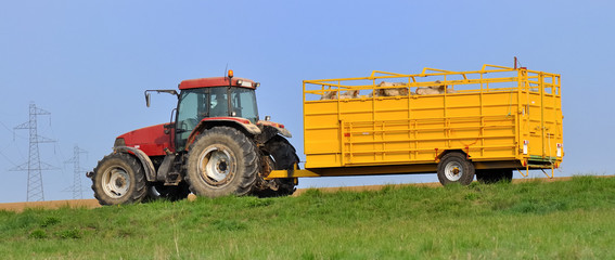 Naklejka premium transport de bétail