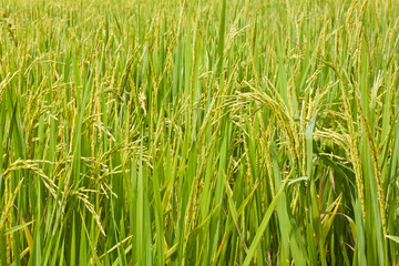 Paddy Rice in thailand.