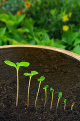 Sequence of balsamina flower growing, evolution concept