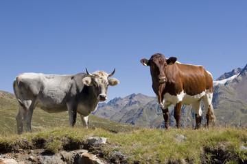 Kühe in den Bergen