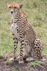 Naklejka na ściany i meble Cheetah, Masai Mara Game Reserve, Kenia