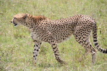 Cheetah, Masai Mara Game Reserve, Kenya