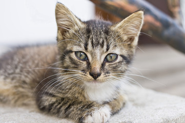 Fototapeta na wymiar Cute Tabby Kitten