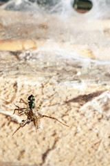 net and spider with fly in old wooden shed