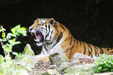 Tiger aggressiv