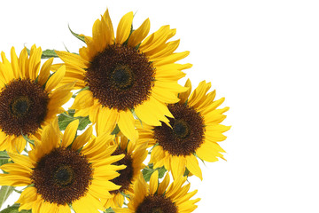 beautiful bright sunflowers isolated on white background