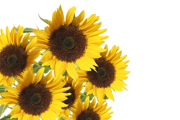Fototapeta premium beautiful bright sunflowers isolated on white background