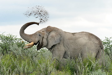 cleaning,elephants in Etosha national park,Nmaibia