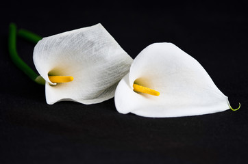 Fiori calla su sfondo nero