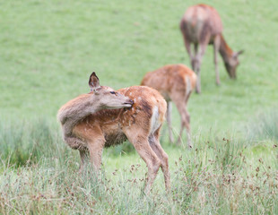Female Vietnamese Sika Deer grooming.