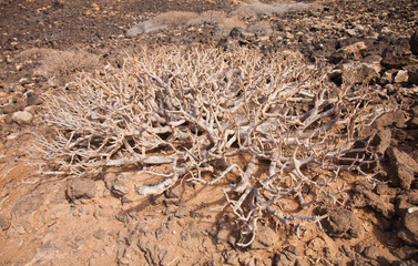 spreading leafless bush of Euphorbia balsamifera, tabaiba dulce,