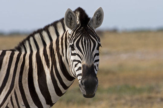 Fototapeta Portrait of Burchells zebra  Equus Burchelli .