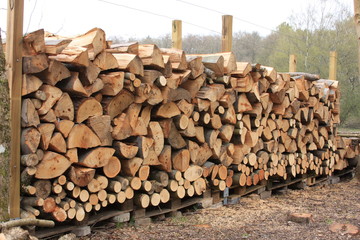 frisches Brennholz