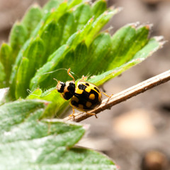 ladybird