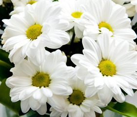 Fototapeta premium background of flowers