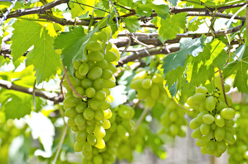 Grapes cluster