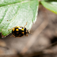 ladybird