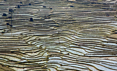 rice fields