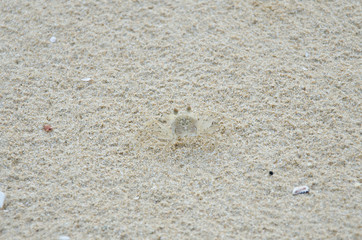 crab on the beach