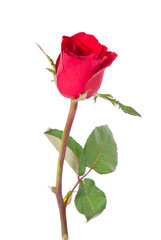Obraz premium Single Red Rose