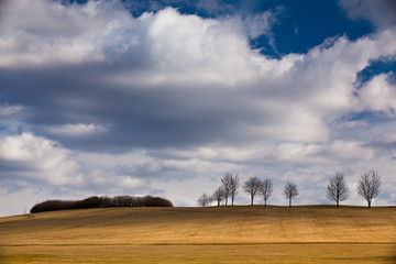 The small trees on golf course in autumn