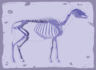 Obraz premium Side view of sheep skeleton
