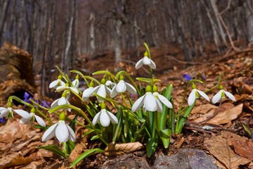 small snowdrop bush in a forest