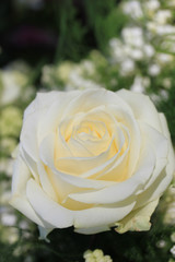 Single white rose