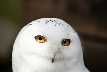 Obraz premium White Owl with Sun in Face