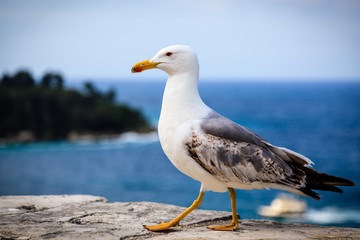 Fototapeta na wymiar Graceful Seagull Walking in Front of the Sea
