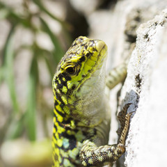 Lizard, Lucertola, sauro