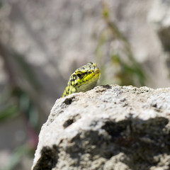 Lizard, Lucertola, sauro