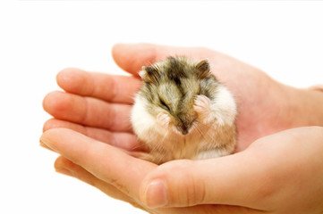the hamster sits on a palm and washes